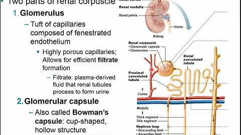 Chapter 24 - The Urinary System Part A