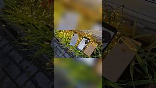 Работоспособность iphone 8 + и iphone x в 2025