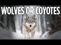 A fisher and.... wolves or coyotes??? You tell me!