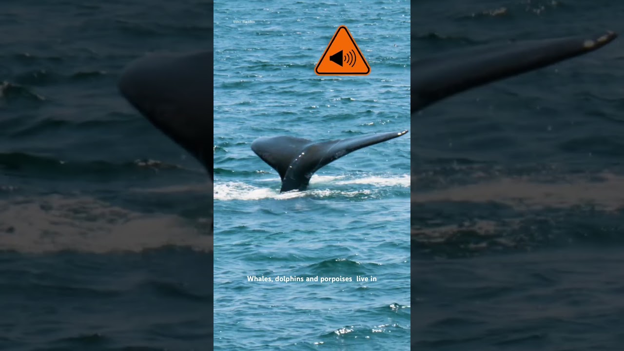 🐋 &🐬 live in a world of sound but human noise is drowning them out. Let's turn down ocean noise.