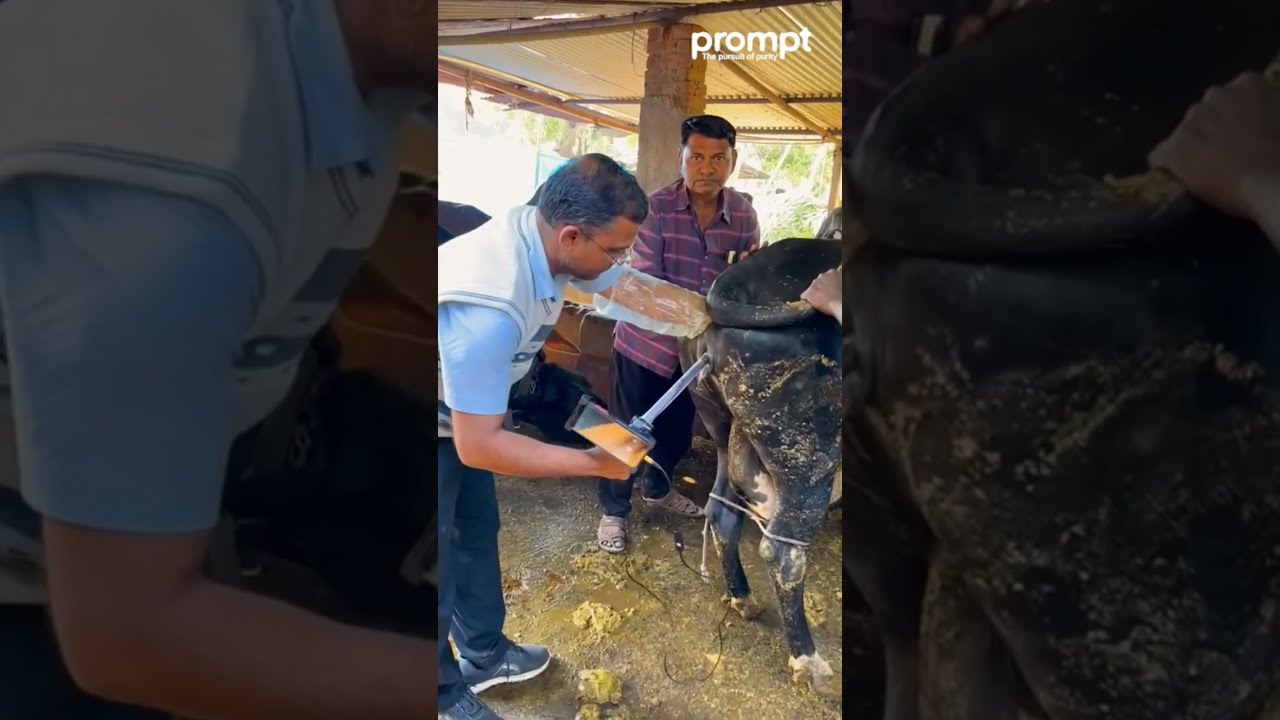 Artificial Insemination Cattle