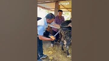 Artificial Insemination Cattle 