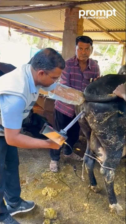 artificial insemination:#cattle