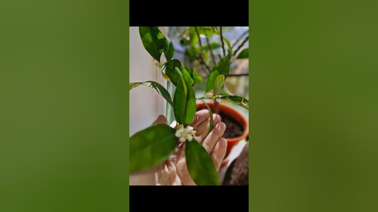Лаймкват Таварес. #ЕленаГридина #красота #математика # ...
