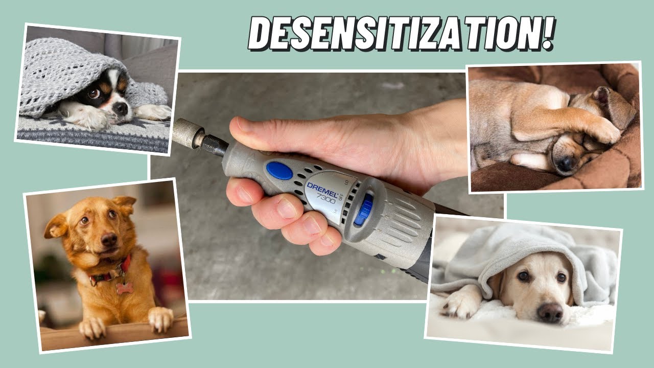 Doggie Desensitization: How To Introduce A Dremel (And Other