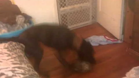 Little dog making big dog tired