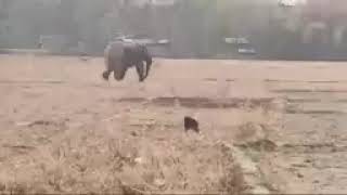 Dhekiajuli Elephant🐘? ❤🌍@karuwa1207 #dhekiajuli #viralvideo #indianrailway #animals