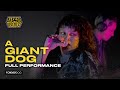 A giant dog  live on the best show full performance