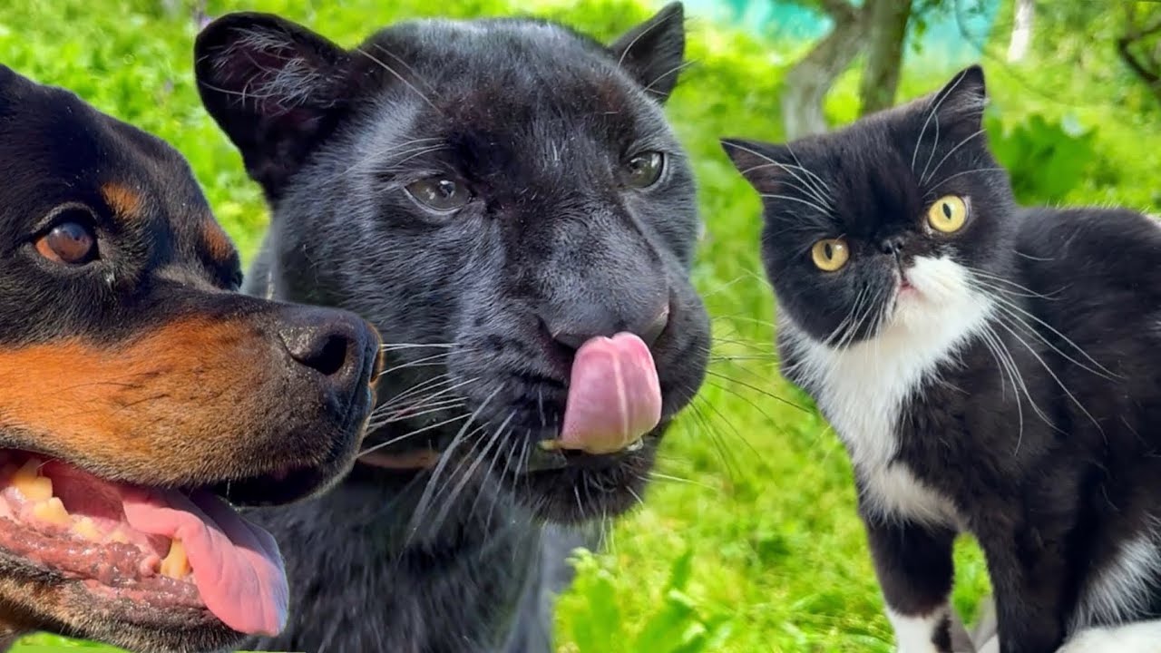 Black Panther, Cat and Dog | Cute & Funny Animals Meeting ?(ENG SUB)