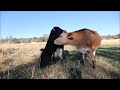 Shelby Cow Kisses Magnolia