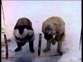 Les derniers rois de thul avec les inuits du ple extrait