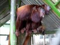 Howler monkeys just before rain.wmv