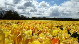 Tulpen Bei Lisse 2017