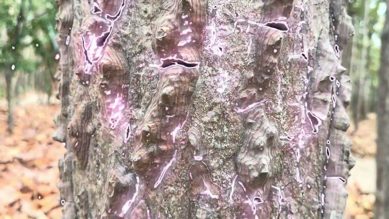 สิ่งนี้ สิ่งนั้น