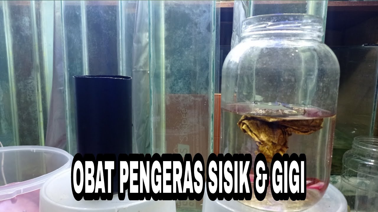 OBAT PENGERAS SISIK & PERTAJAM GIGI CUPANG ADUAN