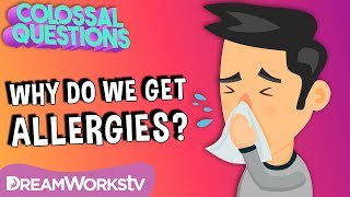 Why Do People Have Allergies | COLOSSAL QUESTIONS