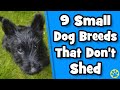 Top 9 small dogs that dont shed