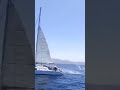 Orcas. The catamaran successfully repelled the attack of killer whales.