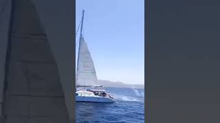 Orcas. The catamaran successfully repelled the attack of killer whales.