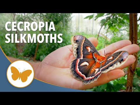 Meet America's Biggest Moth #moths #cercopia