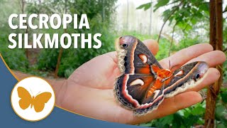 Meet America's Biggest Moth #moths #cercopia