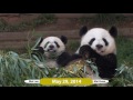 Mei Lun and Mei Huan -  Over 3 Years at Zoo Atlanta