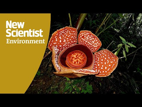 In search of Rafflesia: Saving the world's largest flowers in the Philippines