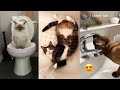 Smart &amp; Funny Cats | TikTok Compilation