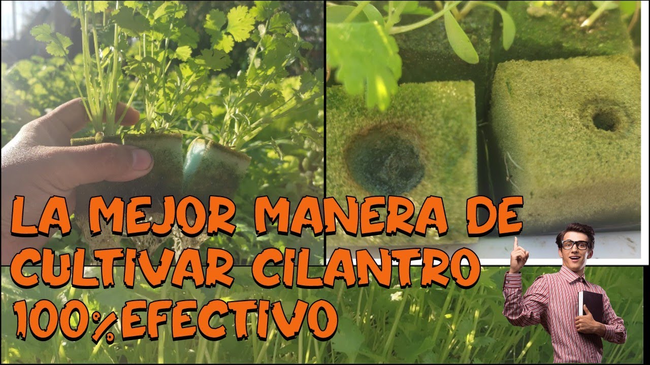 La mejor forma de cultivar cilantro (UTILIZANDO ESPONJA COMO SOPORTE)