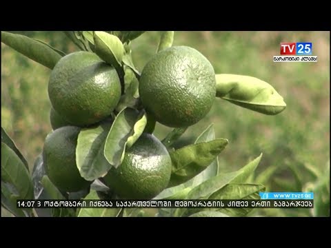 როგორ ემზადება რეგიონი ციტრუსის სეზონისთვის