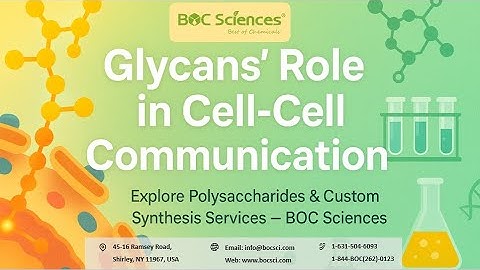 Understanding Glycans in Cell-Cell Communication - Step-by-Step Guide - BOC Sciences