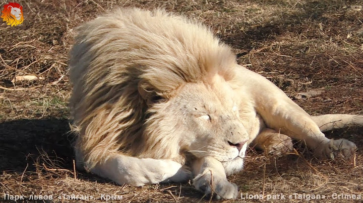 Львы завыли! Голос Тайган звучит все чаще. Тайган. Roar lion's. Taigan.