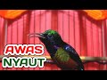 Suara Kolibri Ninja Konin Gacor Cocok Untuk Masteran Dan Pancingan Mp3 - Mp4 Download