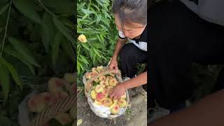 Agriculture Village Fresh Fruit #Viral #Fruit #Shorts #1034