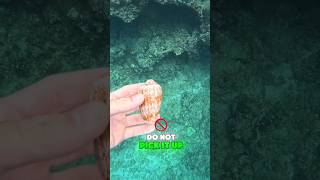 If you see this shell do not grab it too fast 👀 #facts #knowledgable #nature #ocean #fyp #shorts