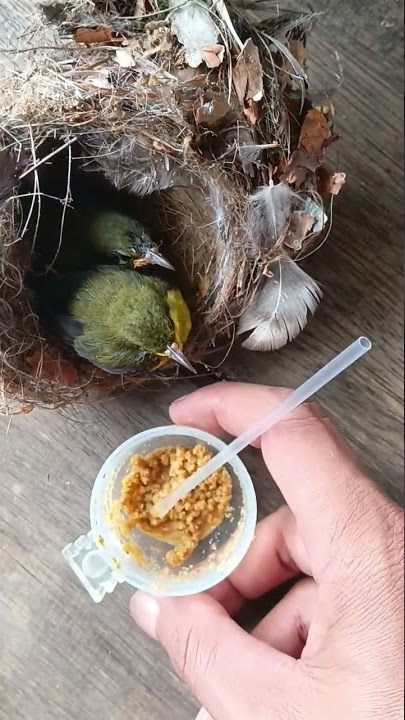 Anakan Burung Sogok Ontong Kelaparan #shorts #burungkicau #taufikrchannel