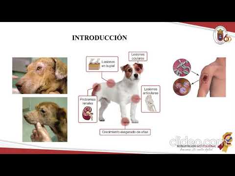 Vídeo: Seroepidemiología De La Leishmaniosis Canina En Évora (sur De Portugal): Tendencias A 20 Años