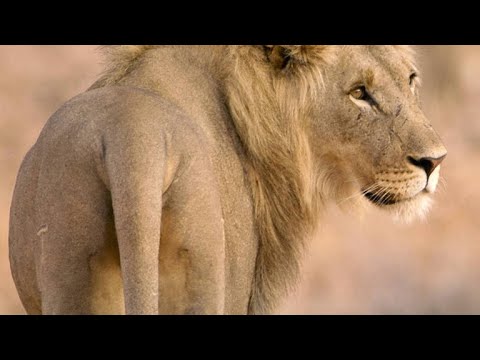 Video: Inteelt leeuwen in het wild?