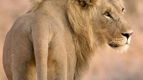 Five Young Lion Brothers Mate with One Lioness - DayDayNews