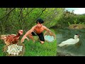 Man smart dog pick eggs chicken | met duck in water | cook eggs with tomatoes - Eating delicious