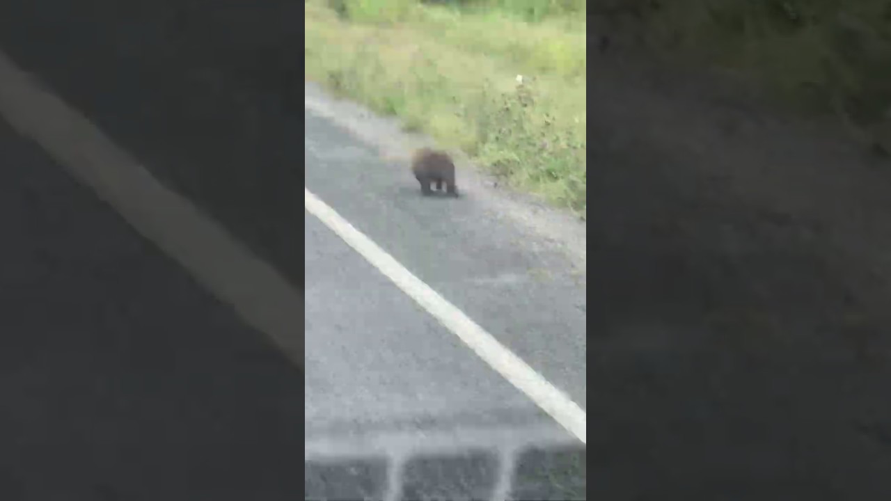 Woodchuck running YouTube