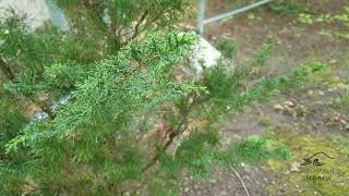 Juniperus chinensis 'Blaauw' jalovec čínský