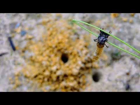 Vídeo: Como lidar com larvas de besouro no jardim