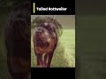 5 Types of Rottweilers - Is a tailed Rottweiler a type?