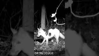 Most amazing coyote ever??!!