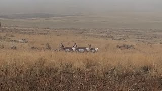 Antelope Hunting Wyoming - Options to get that tag