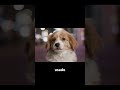 No abandones a los perritos #perros #dog #chistes #comedia #humor #entrevista