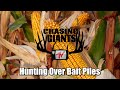 Hunting over bait piles  simple strategy