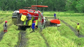 Anh em ra đồng cùng Máy cắt lúa Kubota DC93 bắt chuột đặc sản đồng lúa// KOITV
