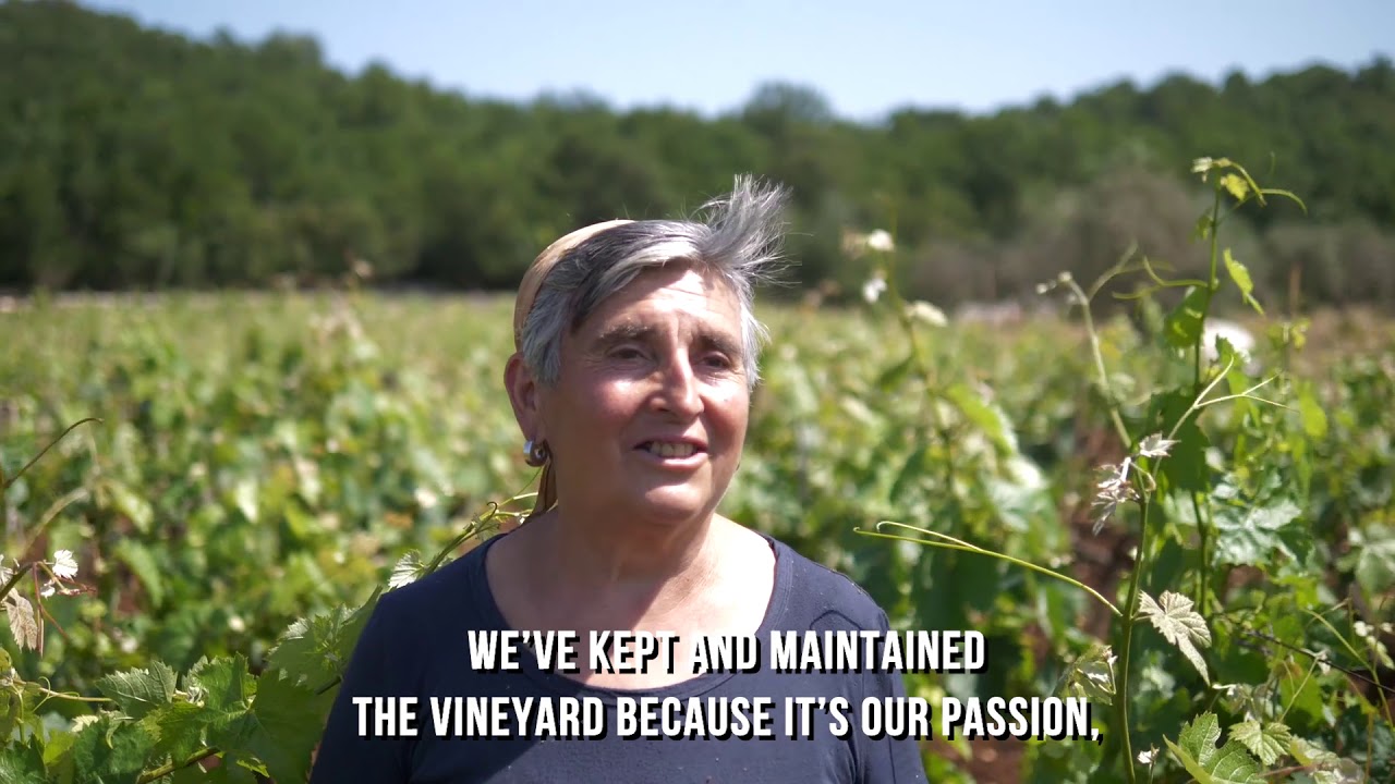 Carica video: Albea Land vineyard tradition video